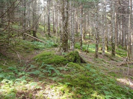 苔が増えてきた