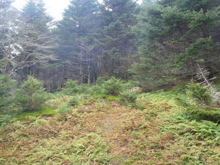 トレースはずっとある