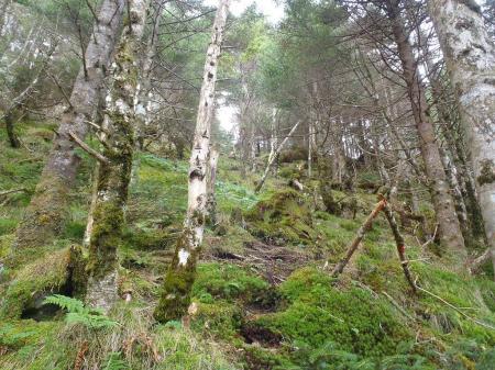 修覆山手前は苔地帯の登り