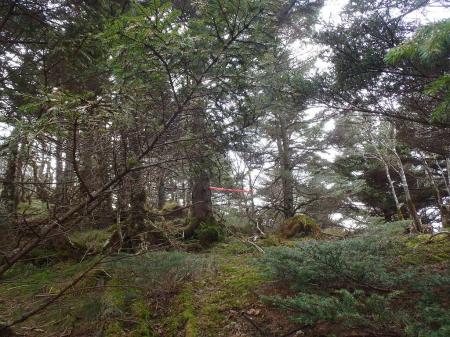 修覆山手前の尾根に取り付いた。このテープは弥山直登ルートでも見たやつ
