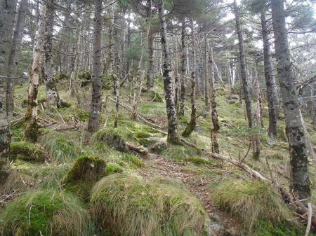 修覆山への登り
