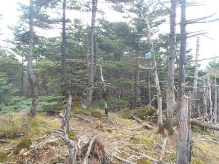 この付近から倒れ木が増えてくる