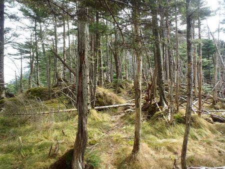この付近はトレースがある