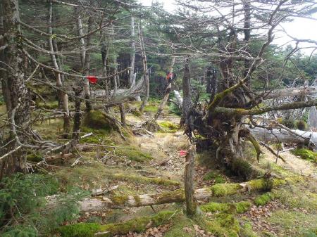 下りそうな感じだがこっちで正解。ちょい樹林帯に入る