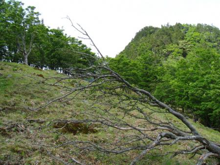 手前の偽ピークと向こう側が鉄山のピーク