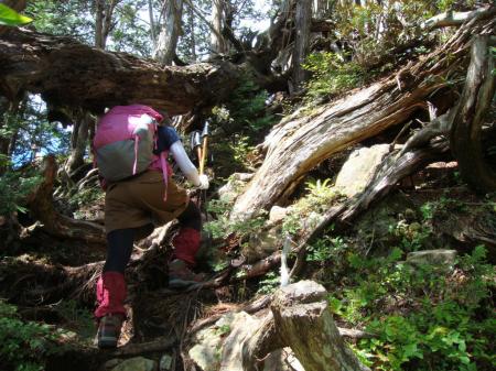 根っこ地帯へ突入