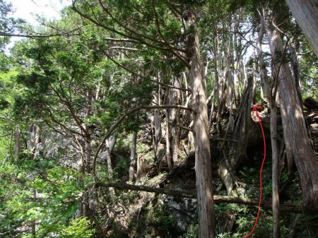 もう根っこと木でぐちゃぐちゃ状態の変なところ