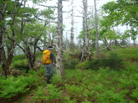 倒れ木地帯に入ると弥山は右へ折れる（トラバースする）。直進すると進めなくなる