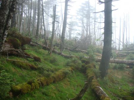 トラバース地点が苔地帯になっていた