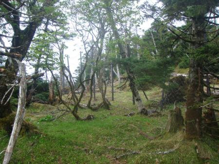 いつもながらの鹿避けネット