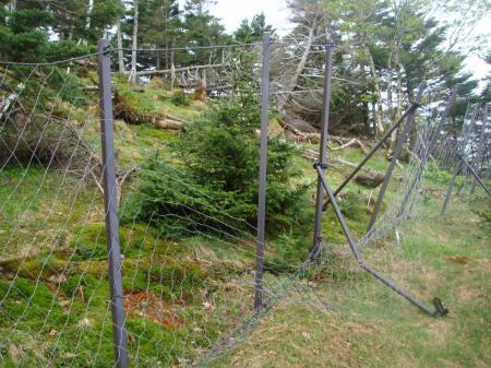 ここ破けていたのでここから弥山の裏側に出ることにした