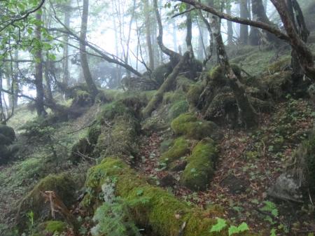 この付近の苔がすごかったので撮影