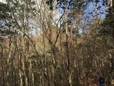 ピークまでつくとトンガリ山のトンガリ部分が見える