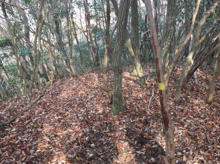 尾根道はところどころテープがあった