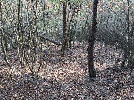 下りの尾根は無理矢理といった感じ