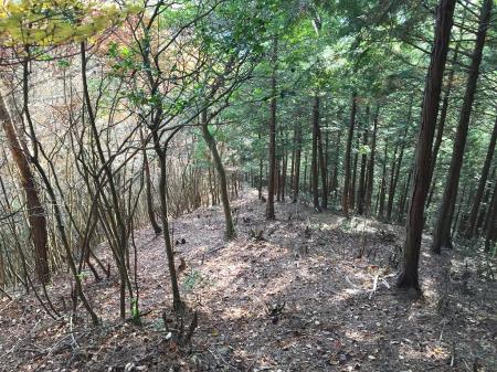 植林地帯まで降りてきた