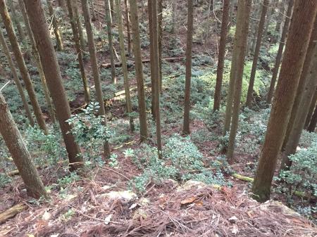 沢に下りてきた