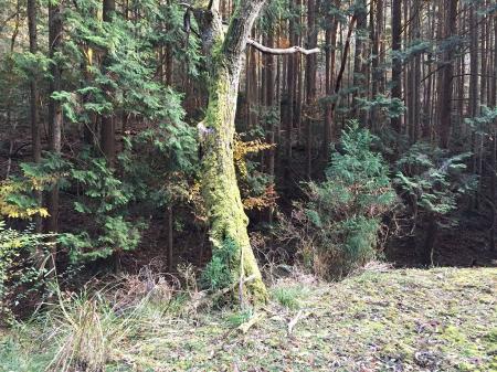 途中苔むした場所あり