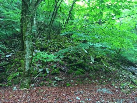 このあたりも苔がいい感じ