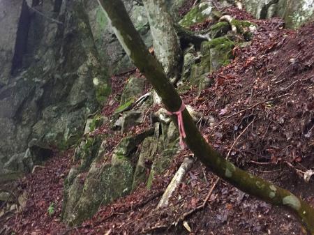 尾根に乗るとすぐに大きな岩があり、ここからはところどころテープが巻いてあった