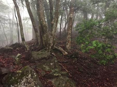 尾根は予想通り歩きやすい