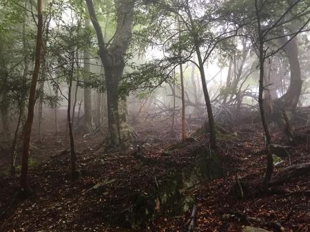 ガスっているのでまた幻想的な風景があった