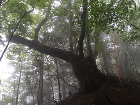 超幻想的な大きな木