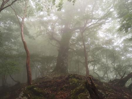 またまた幻想的な木。大峰はこういう大きな木がたくさんある