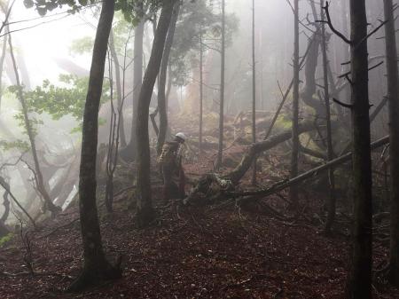 倒木地帯などあるこの辺りからトラバースポイントまでがキツかった