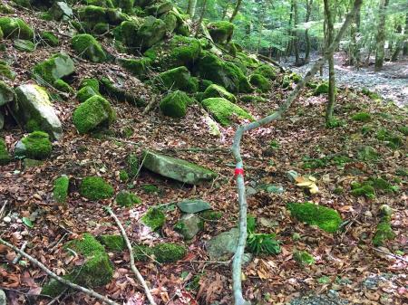 今回は登り易いところがわかっているので赤テープを貼っていきます