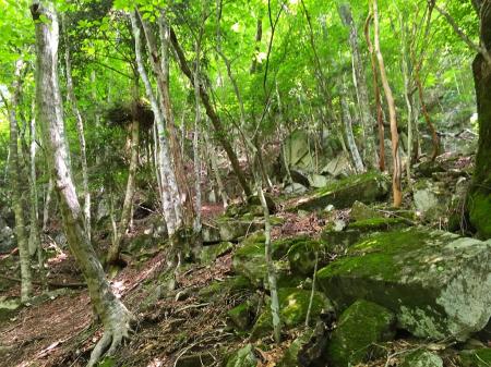 尾根にとりついだ