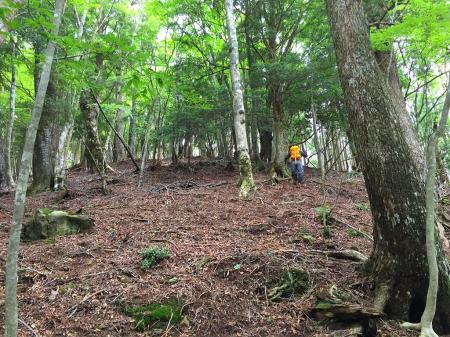 尾根からトサカ尾根は標高50mほどですぐつく