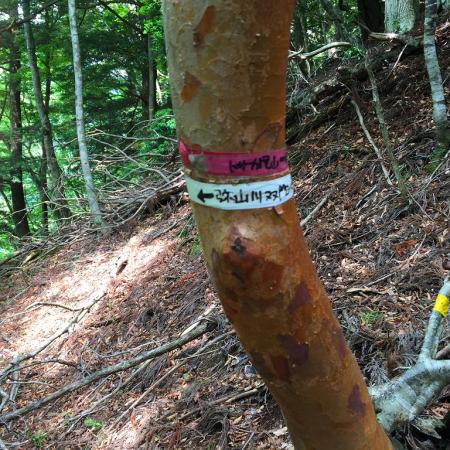 まずはトサカ尾山へ