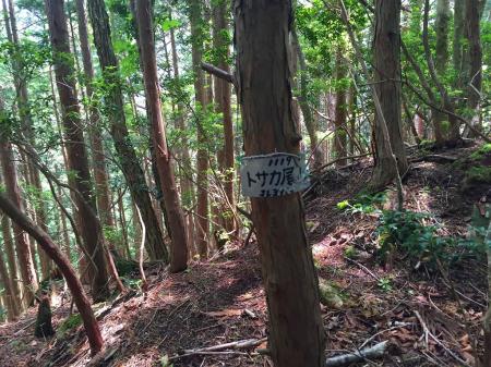 トサカ尾山(1119m)か！