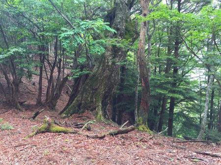 この尾根にはところどころ大きい木がある