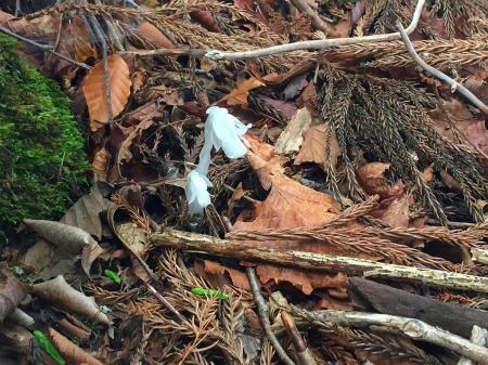 途中で登山好人さんが「最初に教えてもらった花だ！」といった花があった