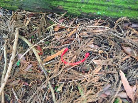 これびっくり！！！ちょうど2週間前なくしたものがここに落ちていた。2週間ぶりの再会！！