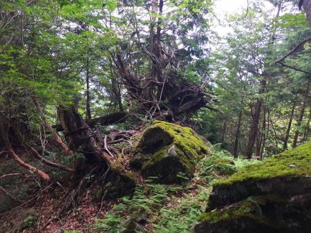 この倒れた木のところを右へ行き、踏み跡を降りて行きます
