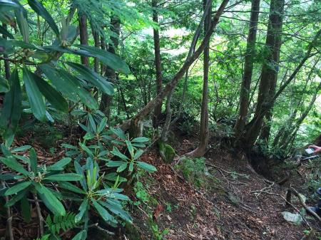 踏み跡とテープを頼りに先に進む。方角は双門ルートの方向へあってる