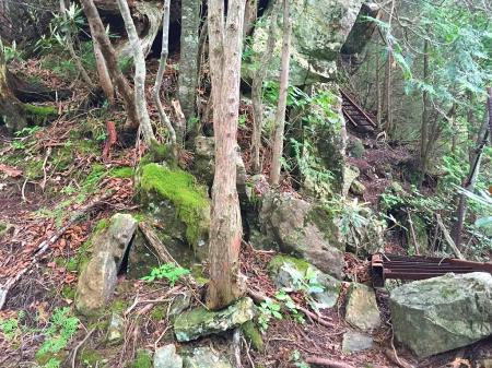 ここが双門ルートとの分岐。以外に簡単に双門ルートへ出れた。ちゃんとした分岐なのに、双門ルートからはこの分岐を見逃しやすいのかも