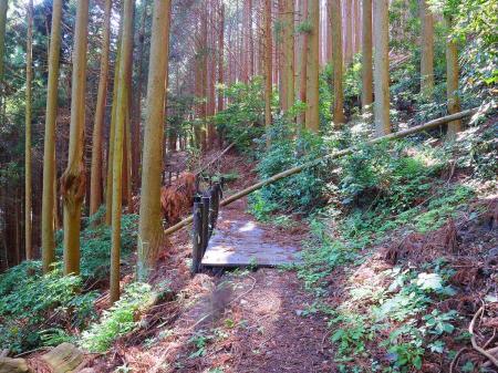 整備されていた登山道だけど倒木がある。最近のものなのかな！？