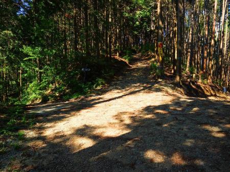 尾根道はトラロープが張られていて立入禁止となっていた。仕方なく左の道を進んでいくしかないのか