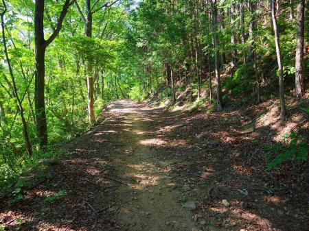 登山道らしい道だけどところどころにマウンテンバイクらしきタイヤの跡があった