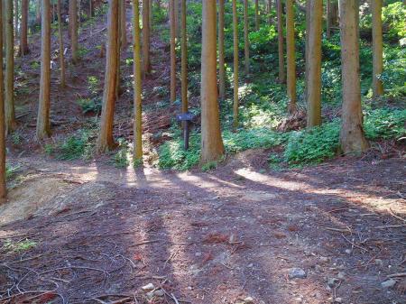 ここは分岐になっていて地理院地図によると右へ行くと尾根に登れるけど、とりあえず道標に従って直進する