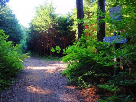 ここで尾根道との分岐。道標に従って直進して舗装道となる