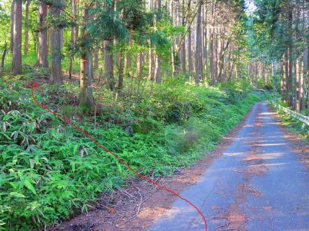 少しわかりにくいけど左側の木にテープが巻いてあってわずかながら踏み跡がある。ここを左へ登っていく。他にも入っていけそうなところはあるんだけどね