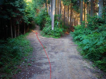 ここで尾根道との分岐。立入禁止でもないし、せっかくなので尾根道を登って畑山だけでもピークハントすることにした