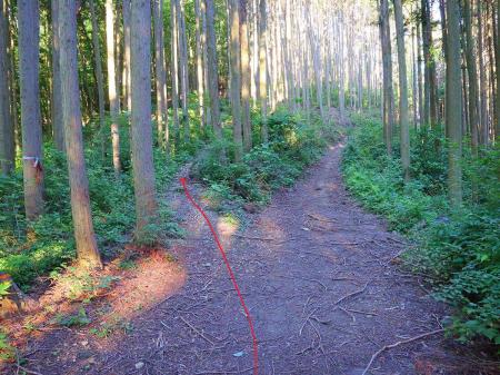 ここで実は迷った。尾根道を外さないようにするので左だけど最初は直進してしまった。道がおかしなことに気づいて左側の尾根道を登っていく
