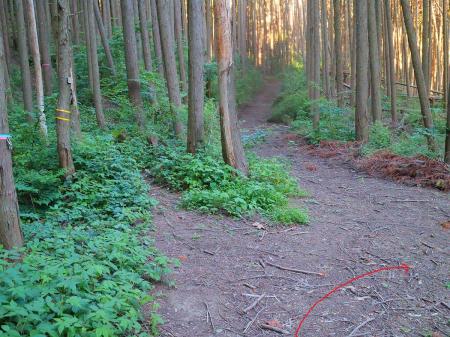 畑山より下ってきたコル部で休憩しながら考えた。このまま尾根道を行くのもいいけど、立入禁止が何であるのかがわからない。ここで結局、右へ下り通ってきた林道チックな道に戻ることにした