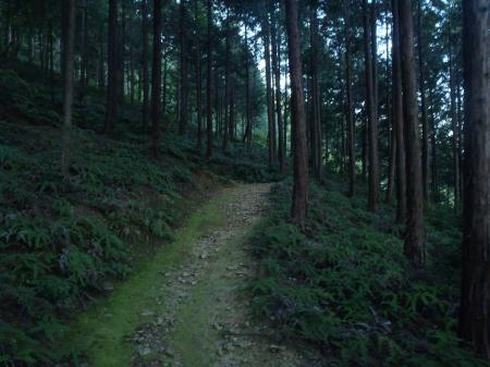 分岐より登りになる